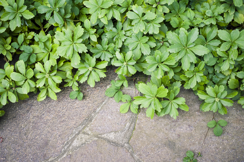 garden maintenance garden design