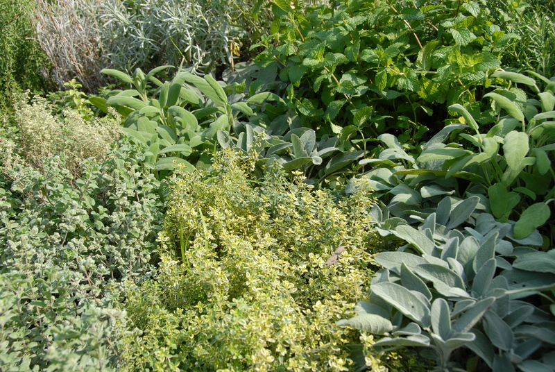 garden Lawn