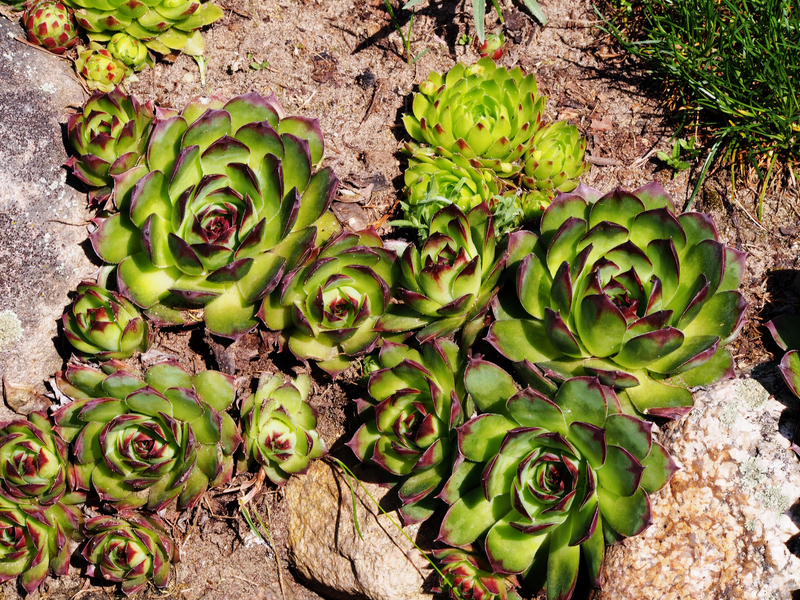 lawn care Garden